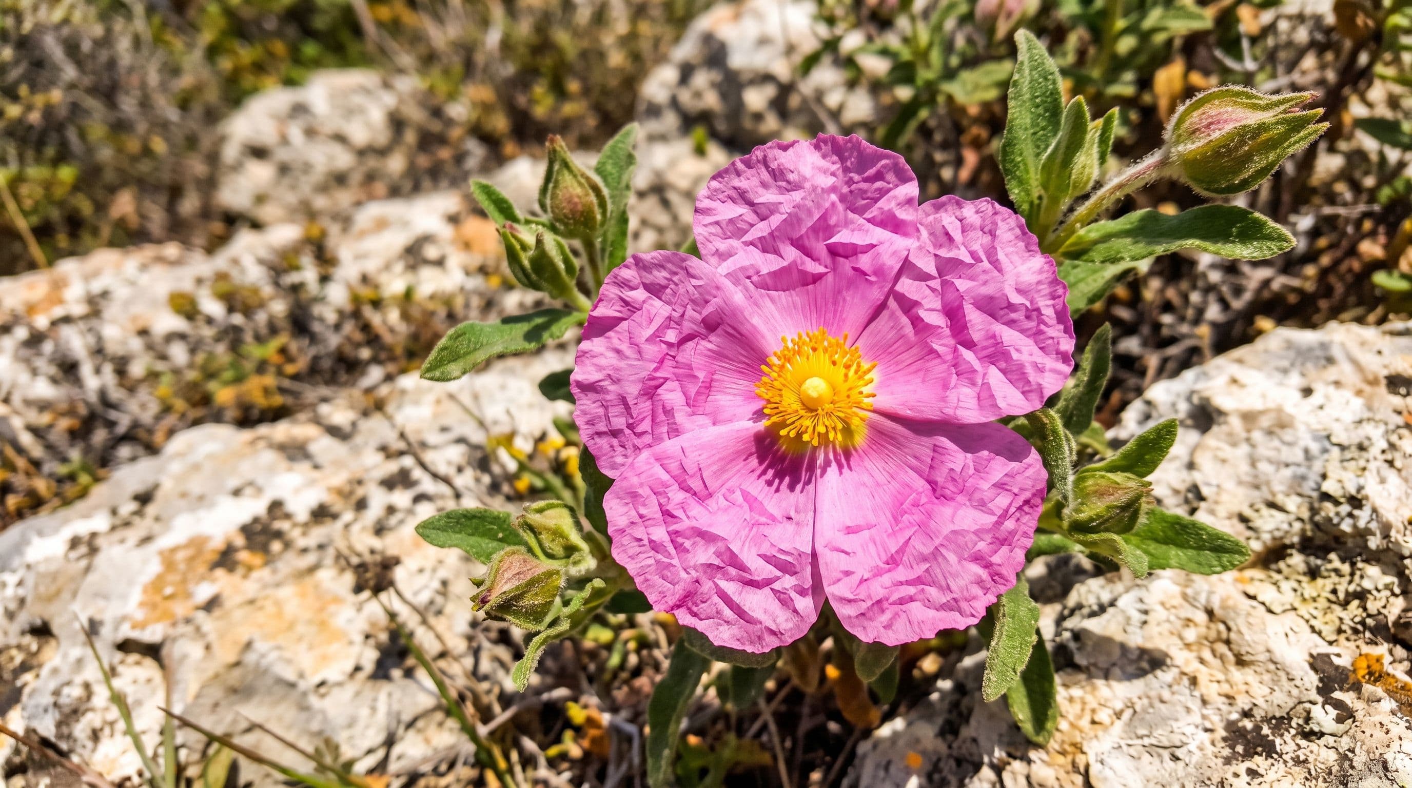 Laden Otu / Pamuk Otu (Latince: Cistus creticus / Cistus incanus)