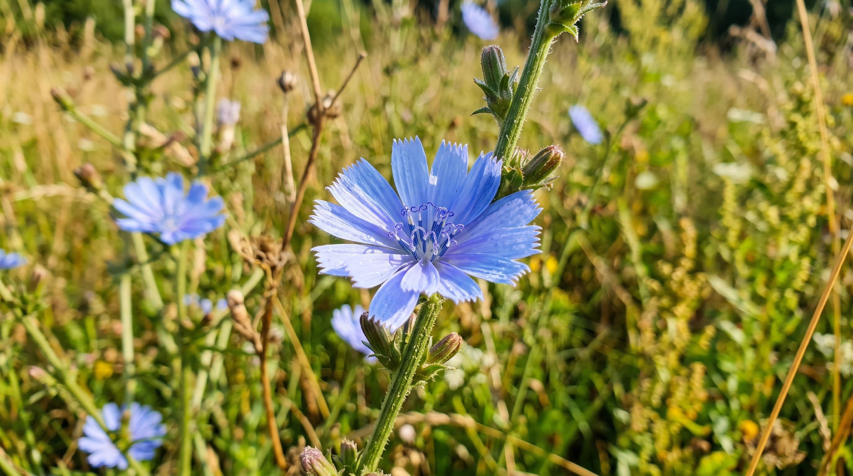 Hindiba / Yabani Hindiba (Latince: Cichorium intybus)