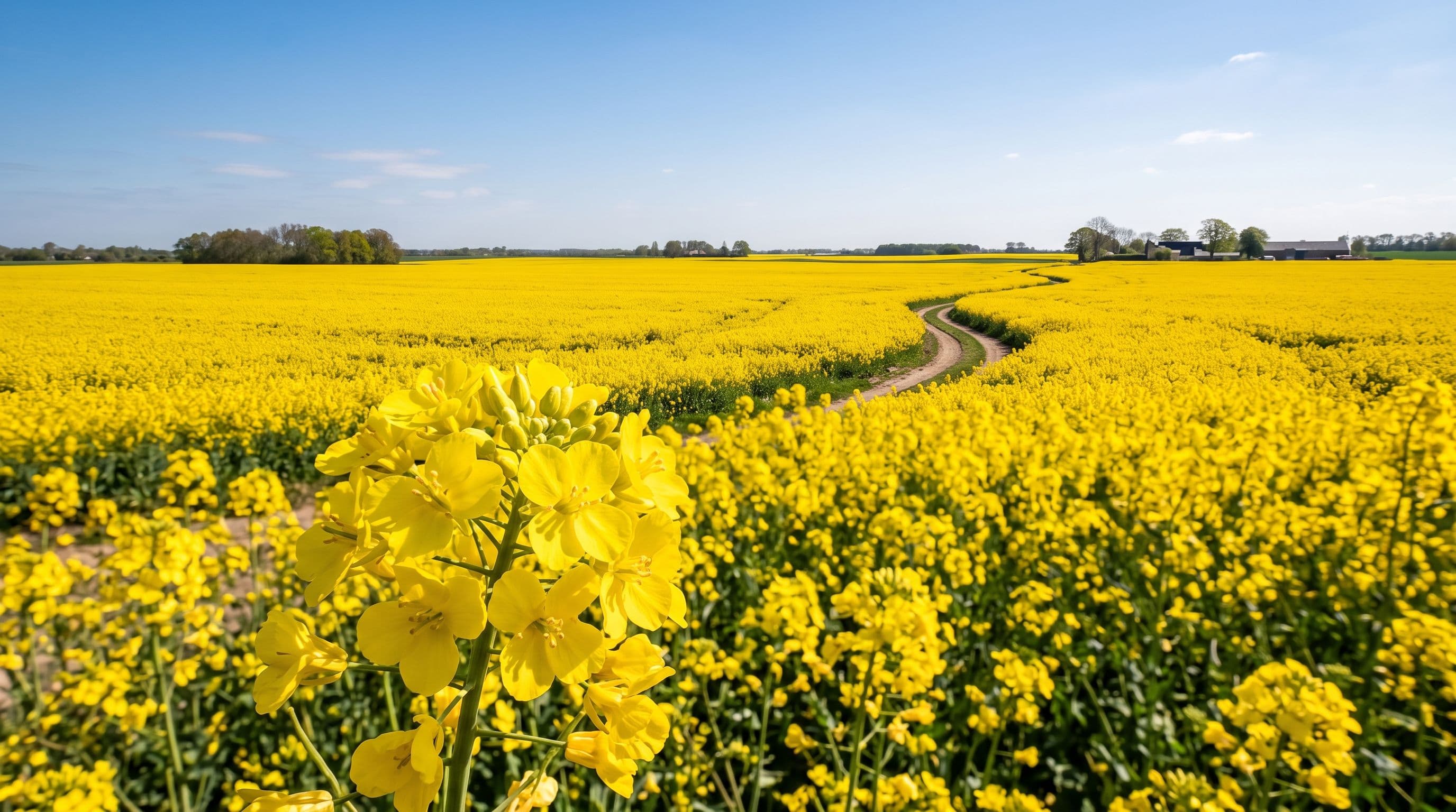 Kanola / Kolza (Latince: Brassica napus)