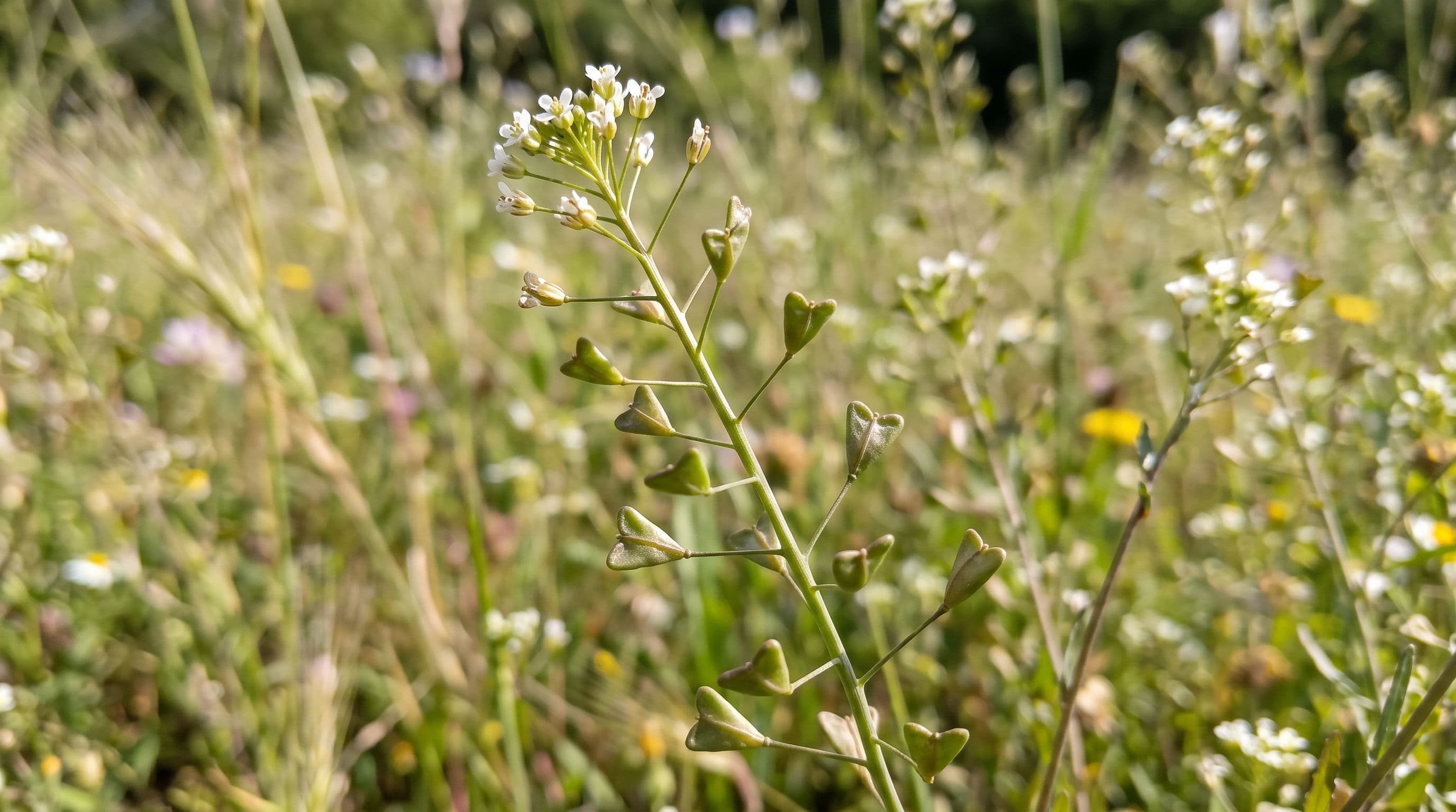 Çoban Çantası (Latince: Capsella bursa-pastoris)