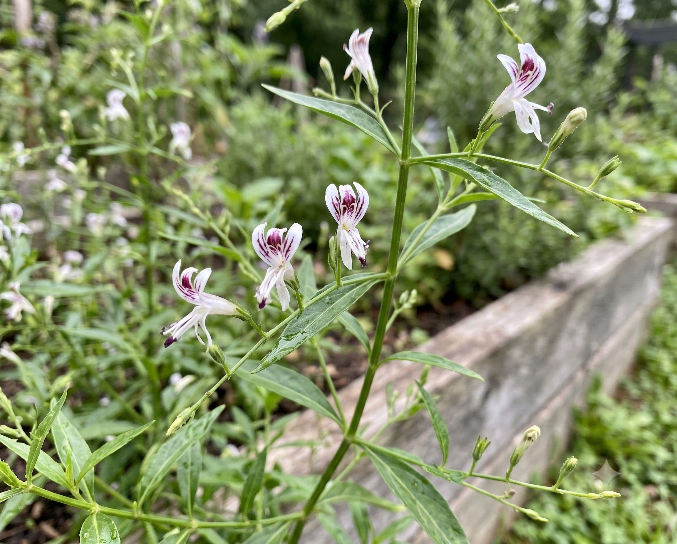 Andrografis / Hint Ekinezyası (Latince: Andrographis paniculata)